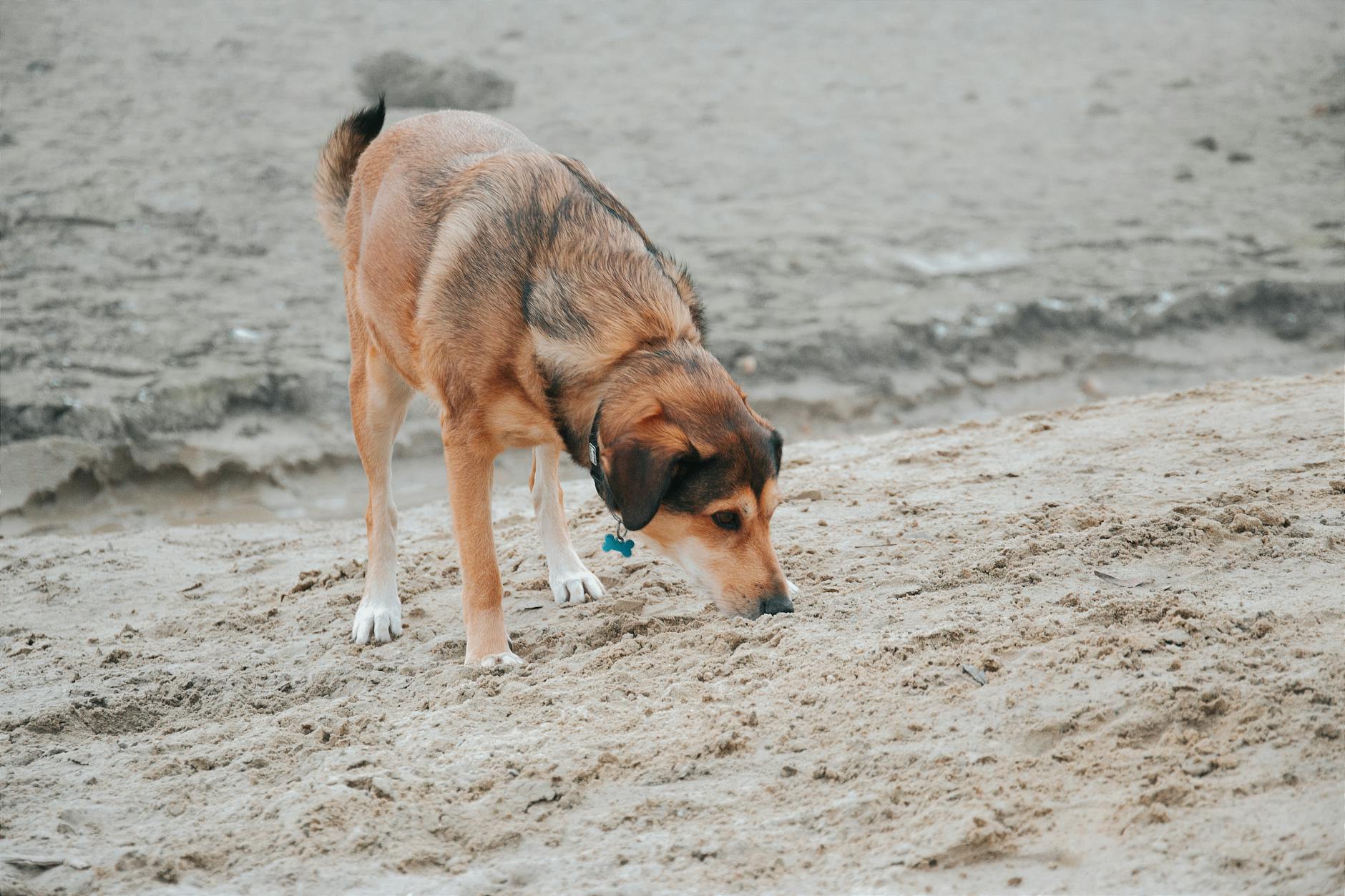 Pies tropi ślady na piaszczystej plaży nad wodą